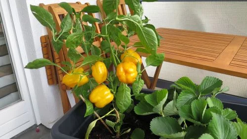 Paprika im Balkonhochbeet