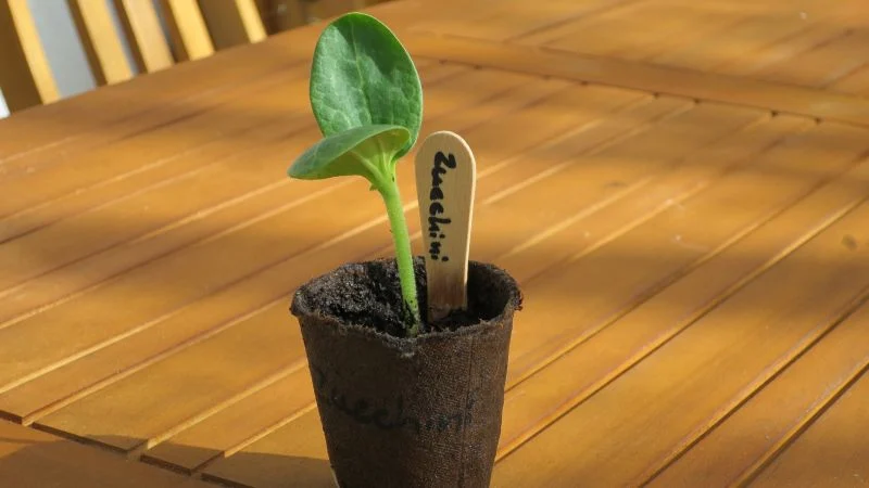 Zucchini Keimling 14 Tage