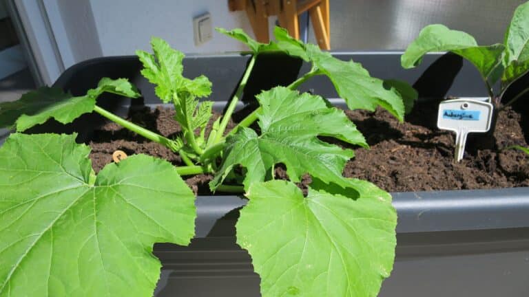 Zucchini Pflanze nach 6 Wochen