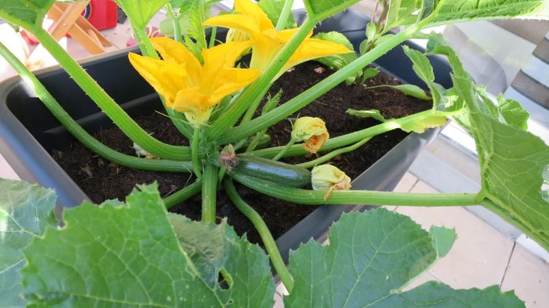 Zucchini Pflanze nach 8 Wochen