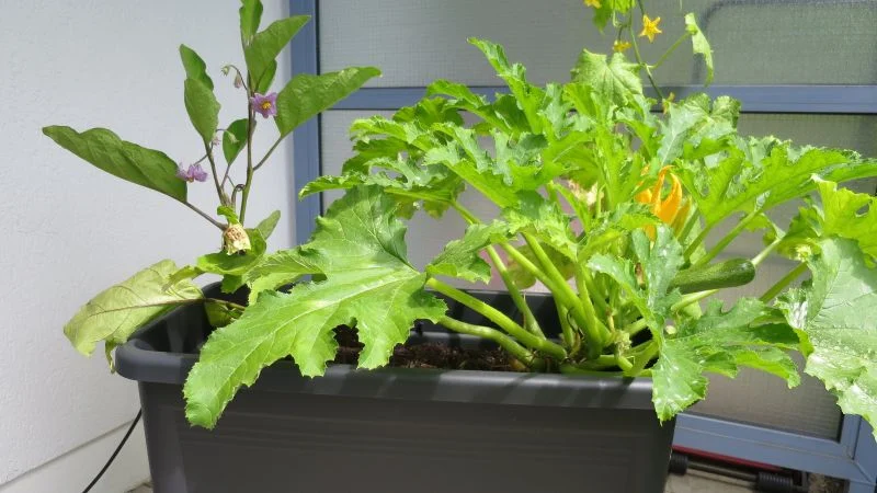 Zucchini im Hochbeet
