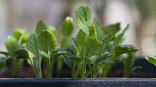 Blumenkohl Keimling im Blumentopf