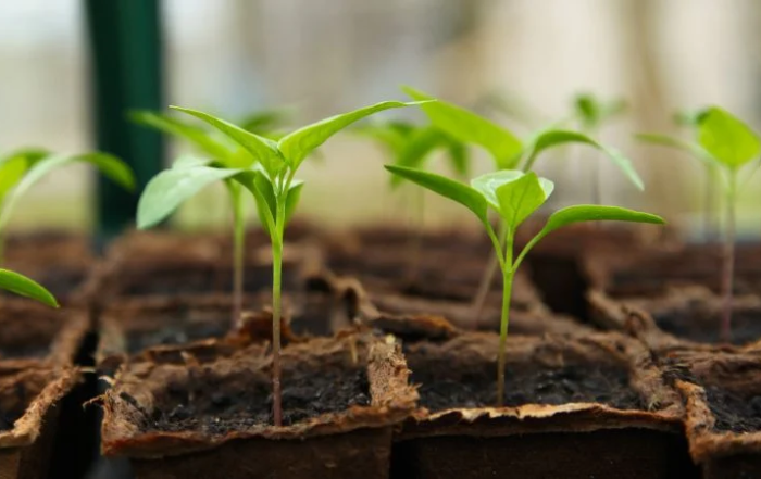 Chili aussäen für die Balkonanzucht