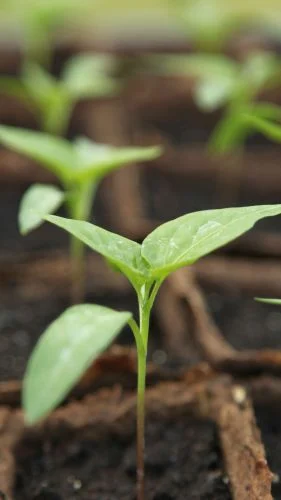 Chilikeimlinge nach der Aussaat