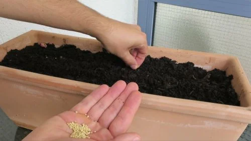 Feldsalat im Blumenkasten aussäen