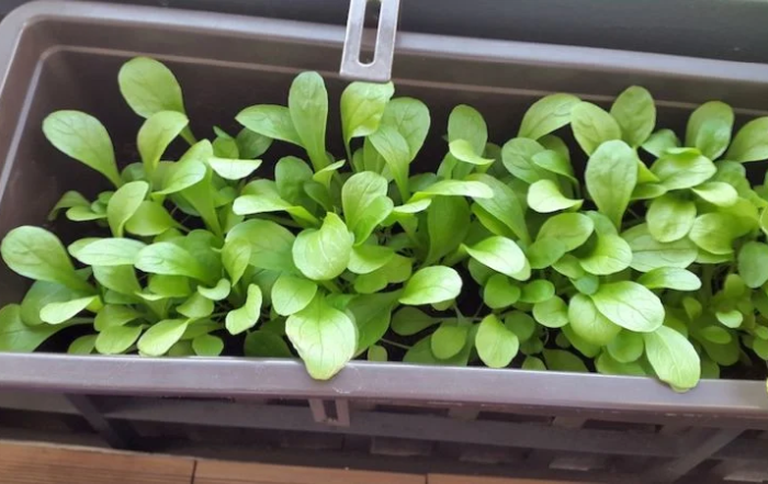 Feldsalat auf dem Balkon anbauen