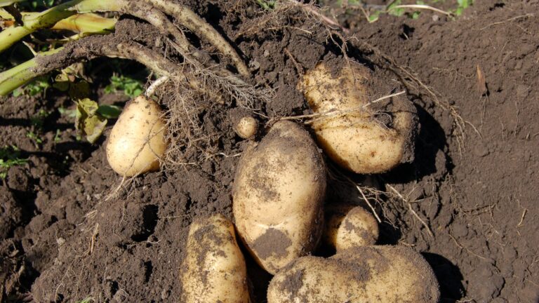 Kartoffeln nach der Ernte