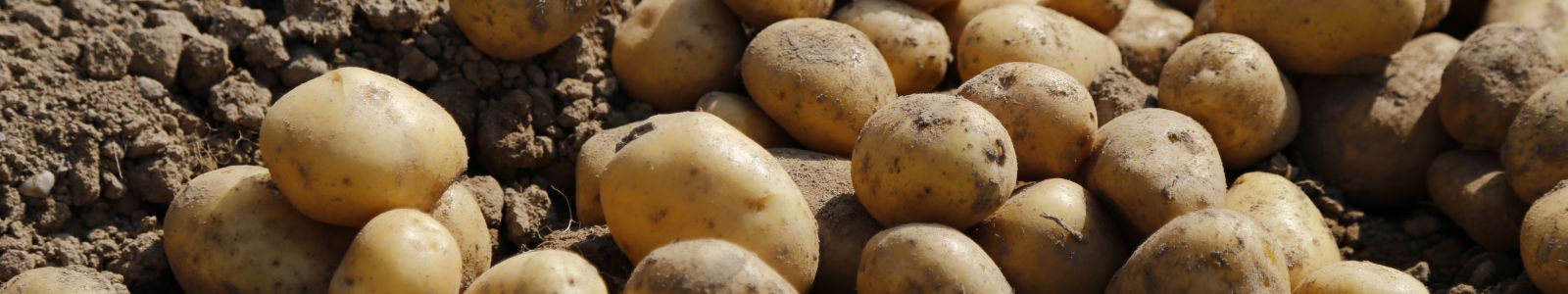 Kartoffeln auf dem Balkon anbauen