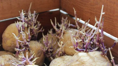 Pflanzkartoffeln gekeimt