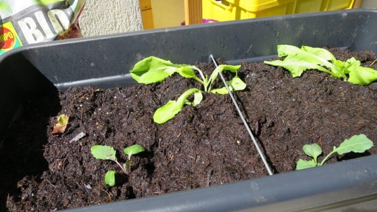 Kohlrabi im Hochbeet anbauen