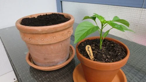 Paprika umtopfen