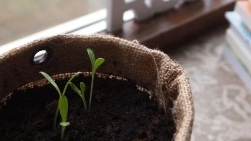 Pflanzsack auf dem Balkon