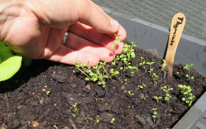 Thymian aus Samen anziehen