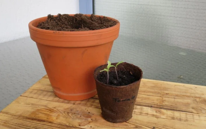 Tomaten aussäen und umtopfen