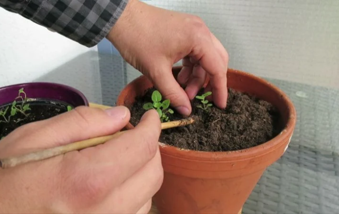 Oregano aus Samen anziehen