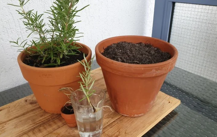 Rosmarin aus Stecklingen vermehren