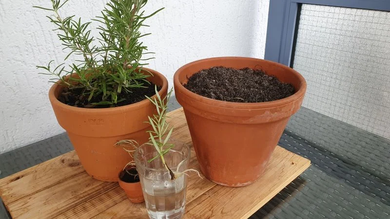 Rosmarin aus Stecklingen vermehren