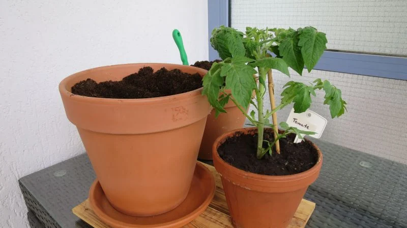 Tomate umtopfen groß_5 Wochen_16_9_800 Tomaten auf dem Balkon anbauen