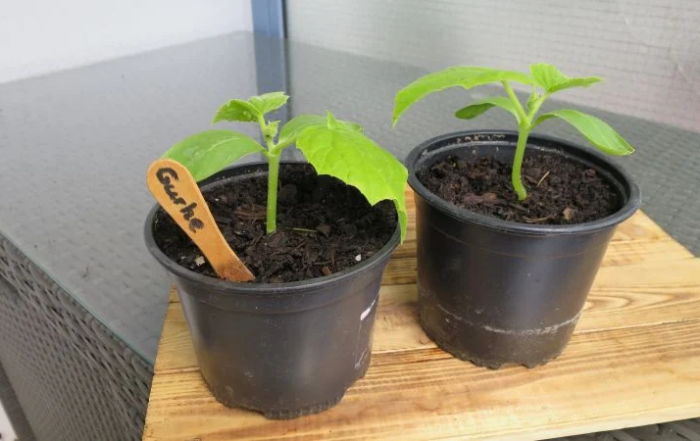 Gurken aus Samen anziehen