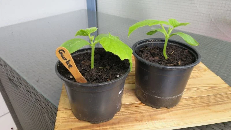 Gurken-Keimlinge nach 21 Tagen