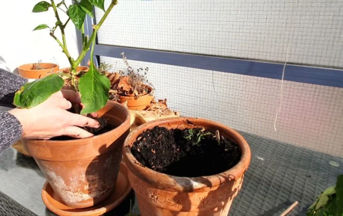 Paprika nach dem Winter pflegen und umtopfen