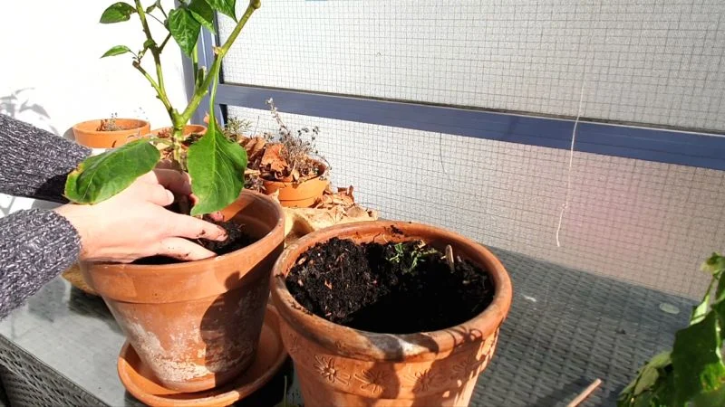 Paprika nach dem Winter pflegen und umtopfen