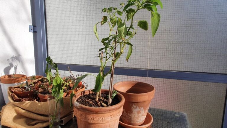 Paprika nach dem Winter umtopfen