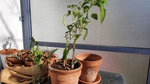 Paprika nach dem Winter umtopfen