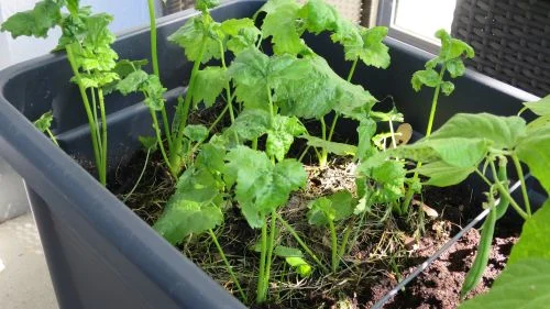 Pastinaken im Balkonhochbeet nach 11 Wochen