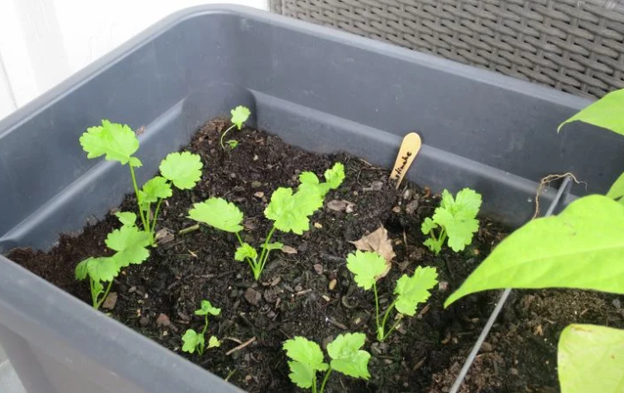 Pastinaken aus Samen anziehen