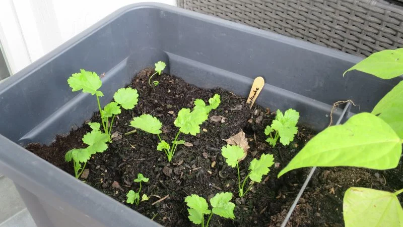 Pastinaken aus Samen anziehen