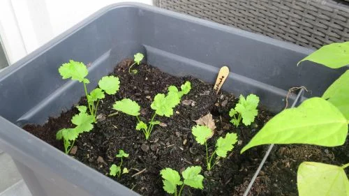 Pastinaken im Balkonhochbeet nach 8 Wochen