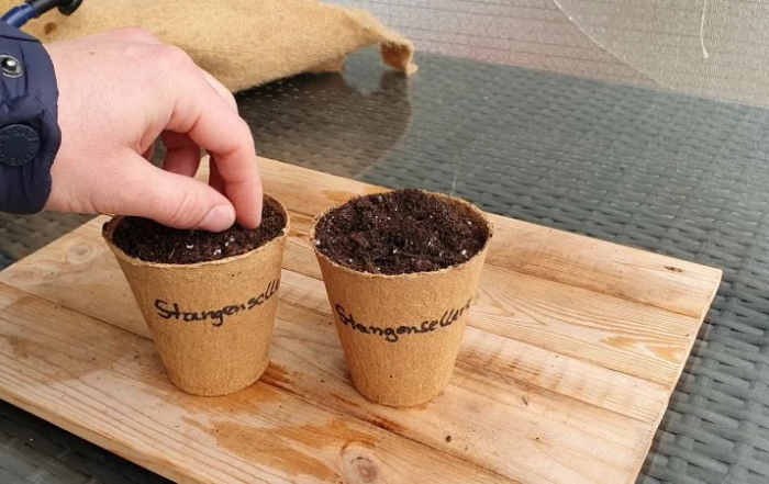 Stangensellerie aus Samen anziehen