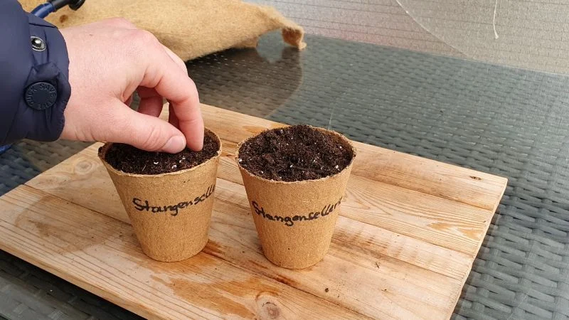 Stangensellerie aus Samen anziehen