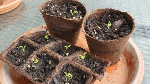 Stangensellerie Keimlinge