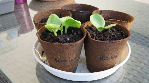 Kürbisgewächse aus Samen anziehen