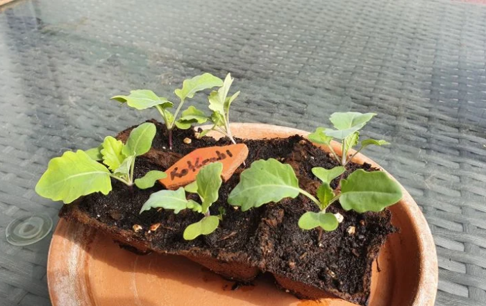 Kohlrabi aus Samen anziehen