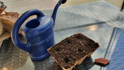 Kohlrabi aus Samen anziehen