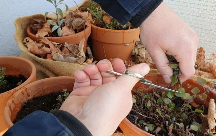 Kräuter im Frühjahr zurückschneiden
