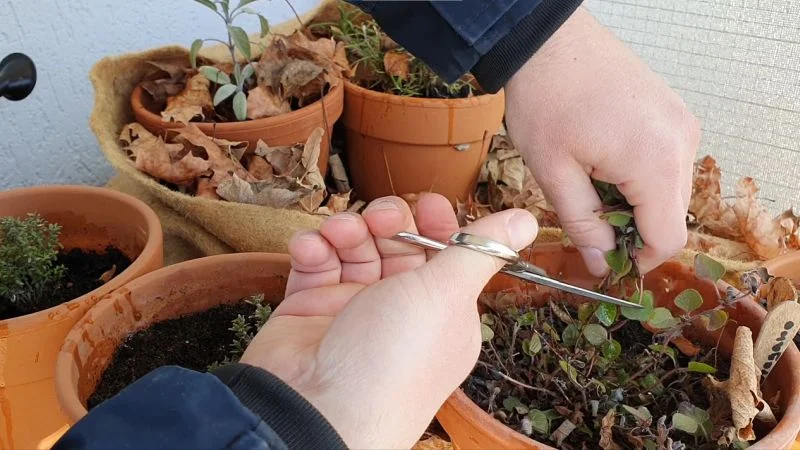 Kräuter im Frühjahr zurückschneiden