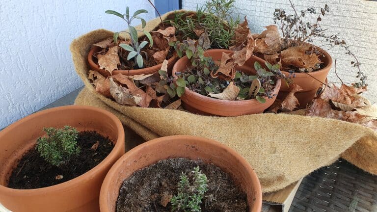Kräuter im Frühjahr zurückschneiden mit einem Pflegeschnitt nach dem Überwintern