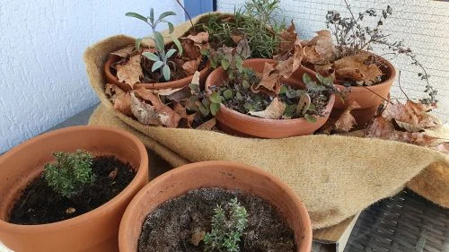 Kräuter im Frühjahr zurückschneiden mit einem Pflegeschnitt nach dem Überwintern