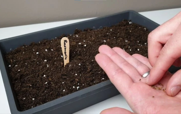 Rosmarin aus Samen anziehen