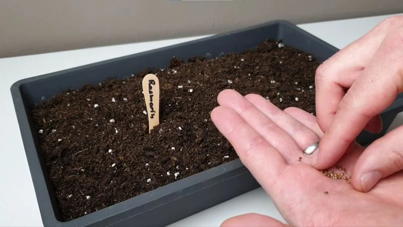 Rosmarin aus Samen anziehen