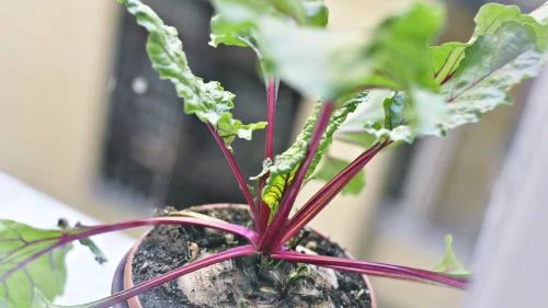 Rote Bete im Blumentopf