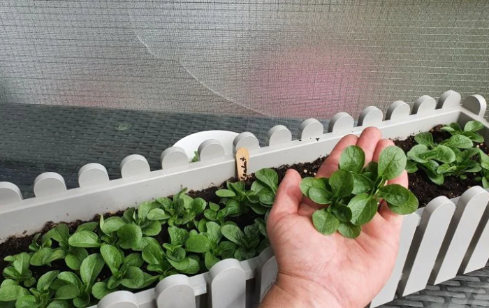 Feldsalat richtig schneiden und ernten