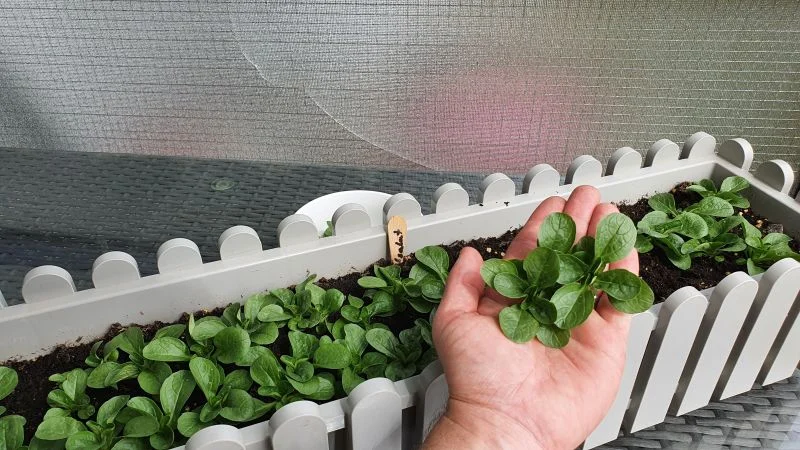 Feldsalat richtig schneiden und ernten