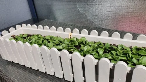 Feldsalat im Blumenkasten anbauen