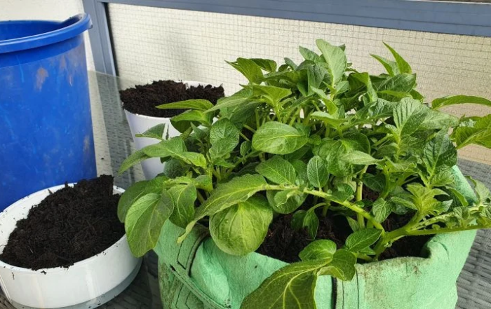 Kartoffeln im Pflanzsack anbauen