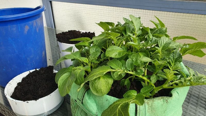 Kartoffeln im Pflanzsack anbauen